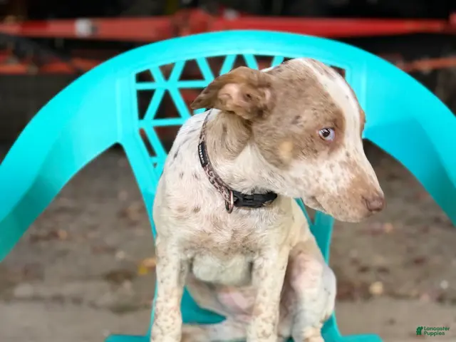 Mixed Breed dogs for sale: Echo - Ad 1