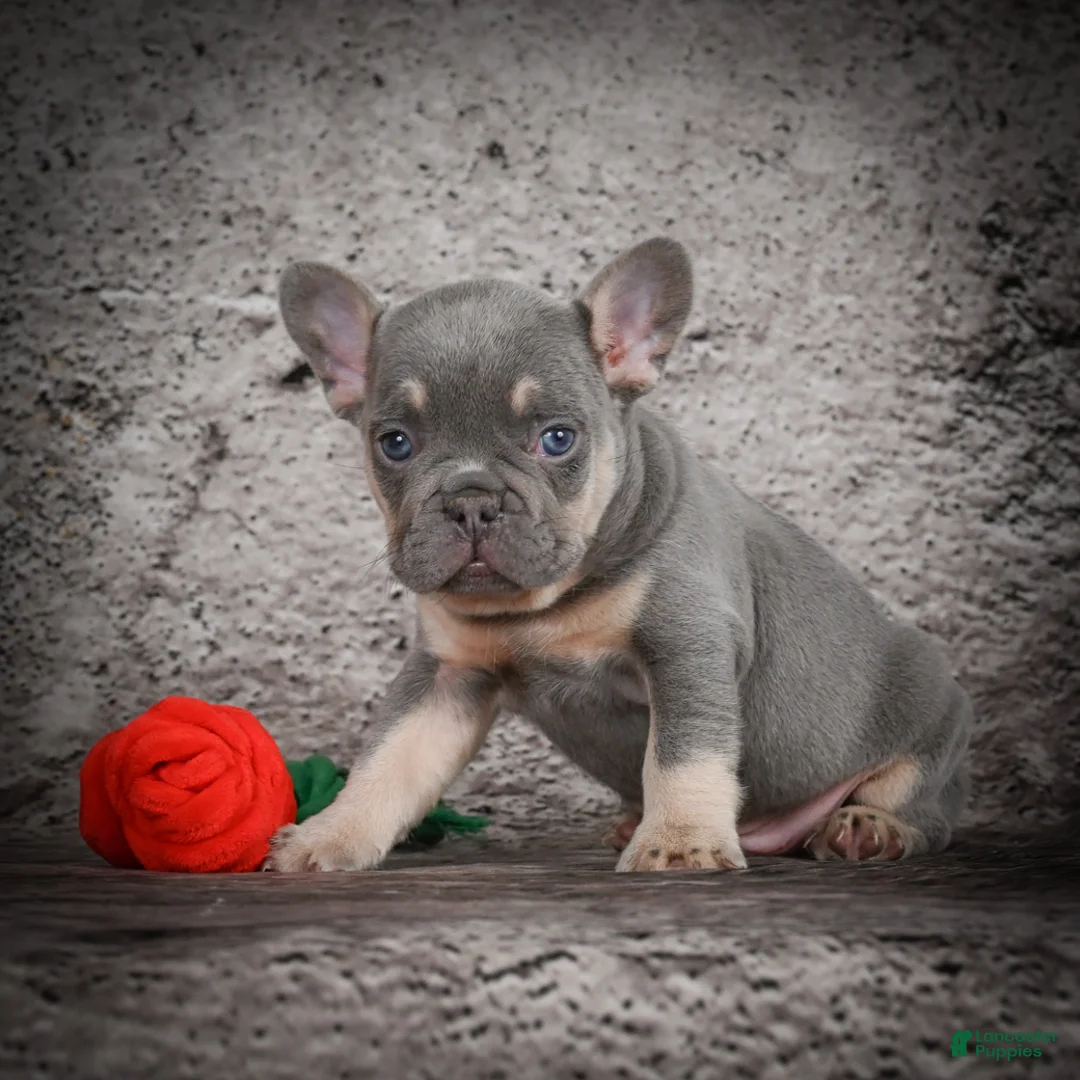 French Bulldog dogs for sale: OLIVER - Ad 5