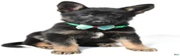 German Shepherd dogs for sale: Lyndon - Ad 6