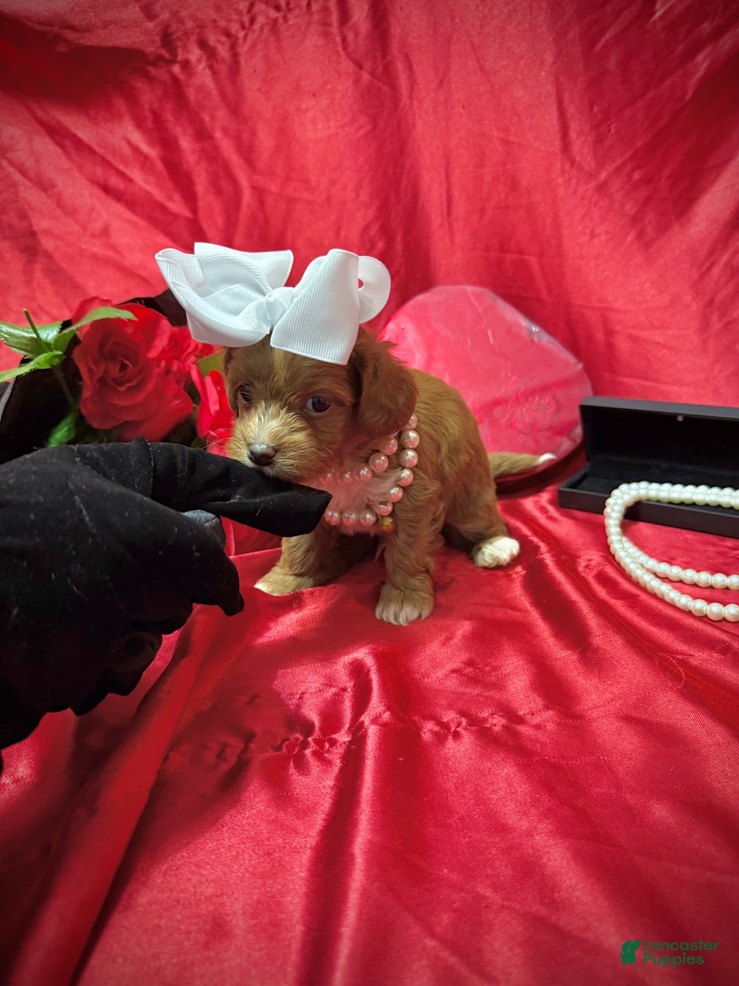 Yorkiepoo dogs for sale: Reese  - Ad 8