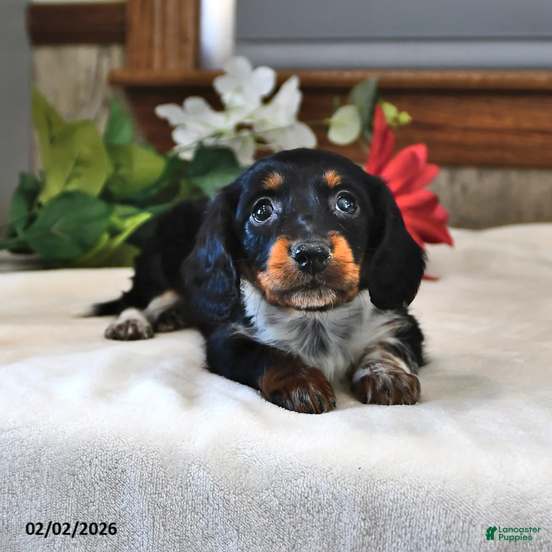 Miniature Dachshund dogs for sale: Poppy - Ad 3