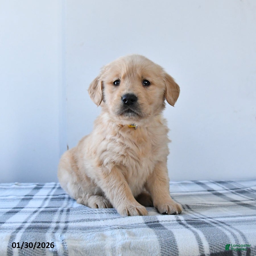 Golden Retriever dogs Rolo - Ad 2