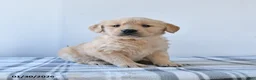 Golden Retriever dogs for sale: Rolo - Ad 3