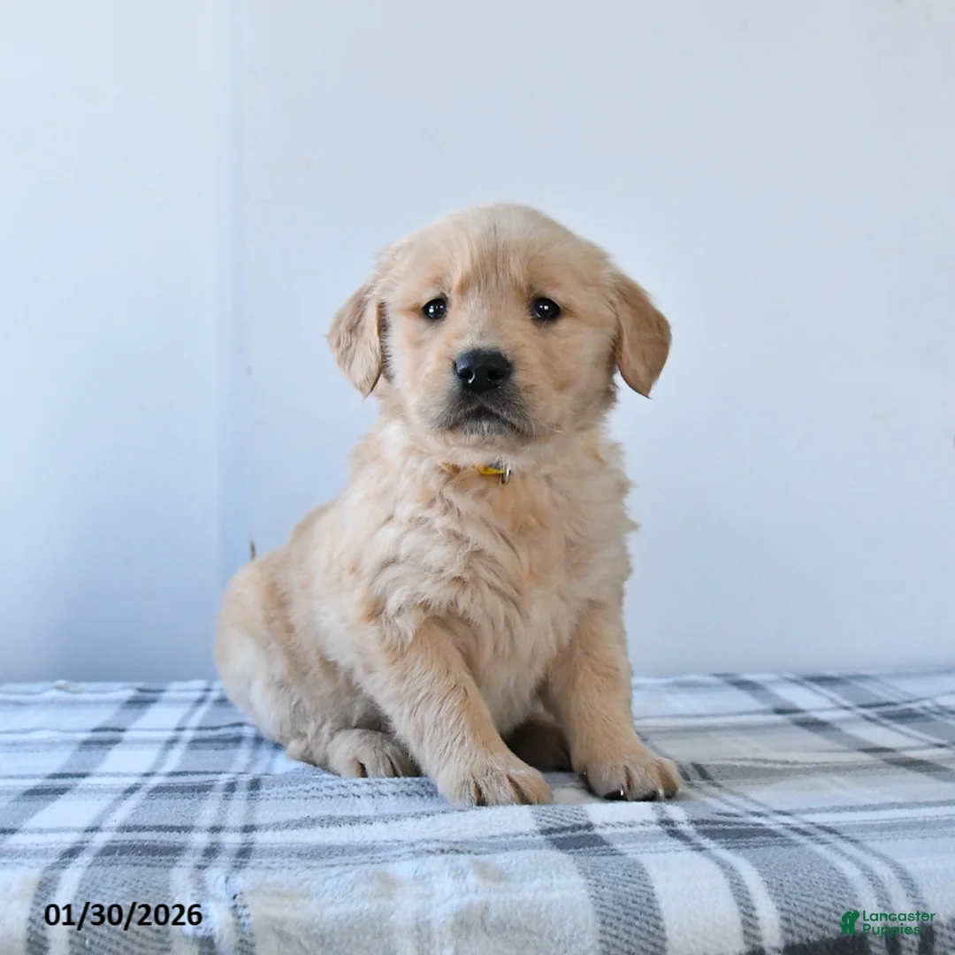 Golden Retriever dogs for sale: Rolo - Ad 3