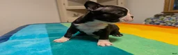Frenchton dogs for sale: Jane - Ad 1