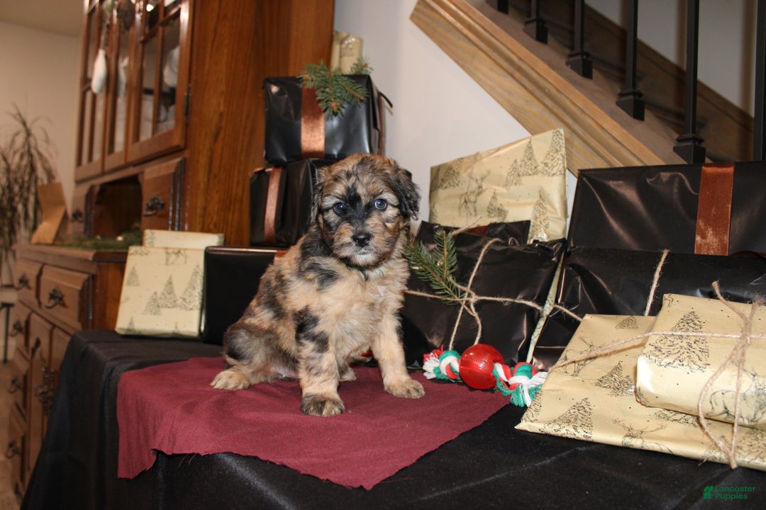 Whoodle dogs for sale: Lydia - Ad 5