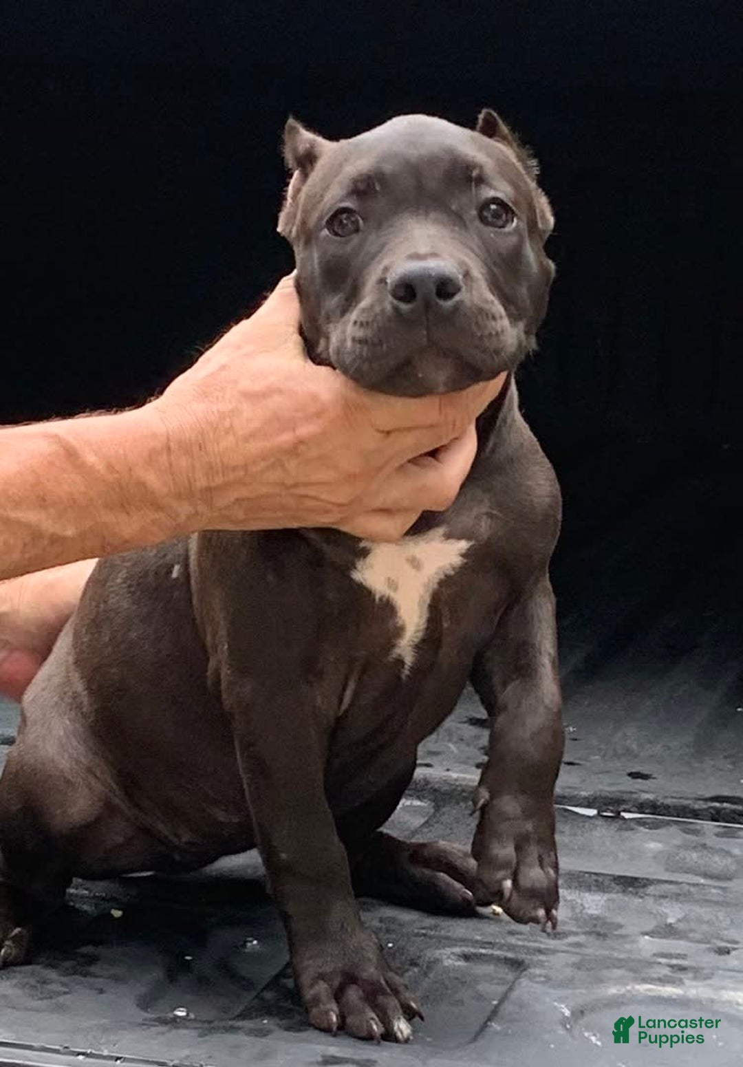 Gallery Image {{count}}