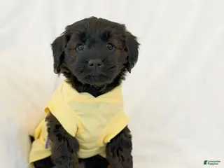 Mini Goldendoodle dogs for sale: Salem - Ad 3