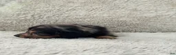 Miniature Dachshund dogs for sale: AKC Longhair Black Dapple Miniature Dachshund - Ad 6