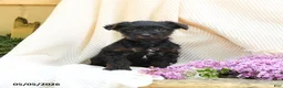 Yorkshire Terrier dogs for sale: Tabor - Ad 4