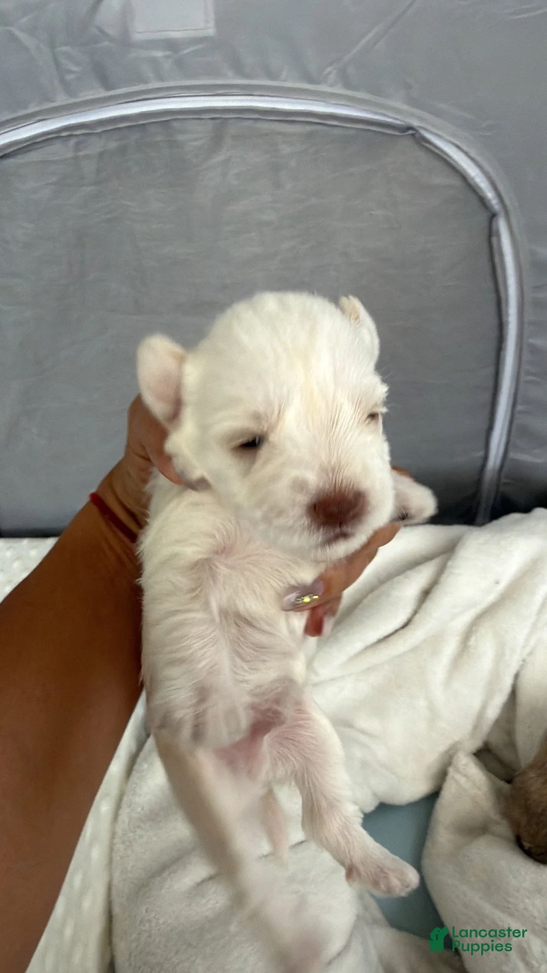 Miniature Schnauzer dogs for sale: Miniature Schnauzer Puppy 2 - Ad 2