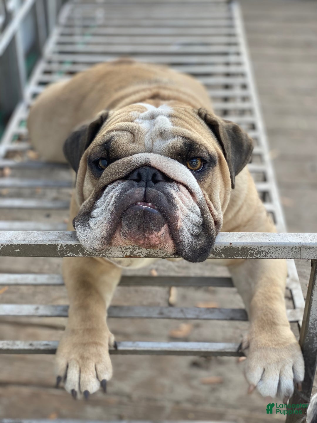 Gallery Image {{count}}