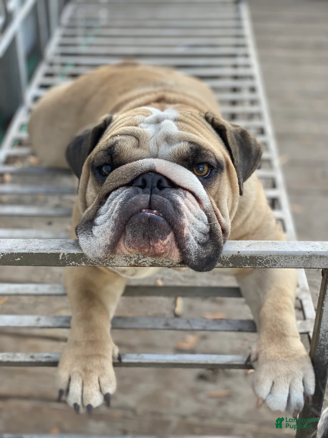 Gallery Image {{count}}