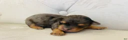 Bernedoodle dogs for sale: Triton ❤️ micro mini blue merle bernedoodle  - Ad 5