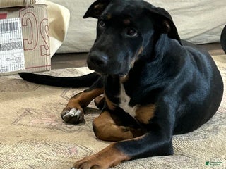 Mixed Breed dogs - Ad 11