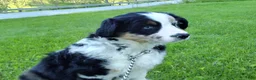 Australian Shepherd dogs for sale: Mandi - Ad 5