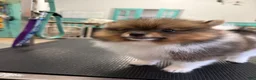 Pomeranian dogs for sale: Pinzo - Ad 5