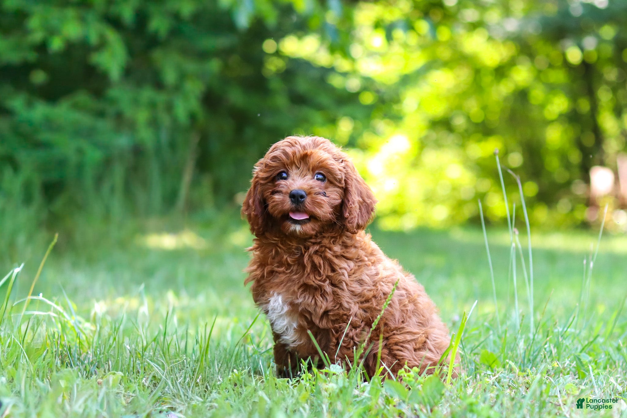 Cavapoo dogs Viney - Ad 1