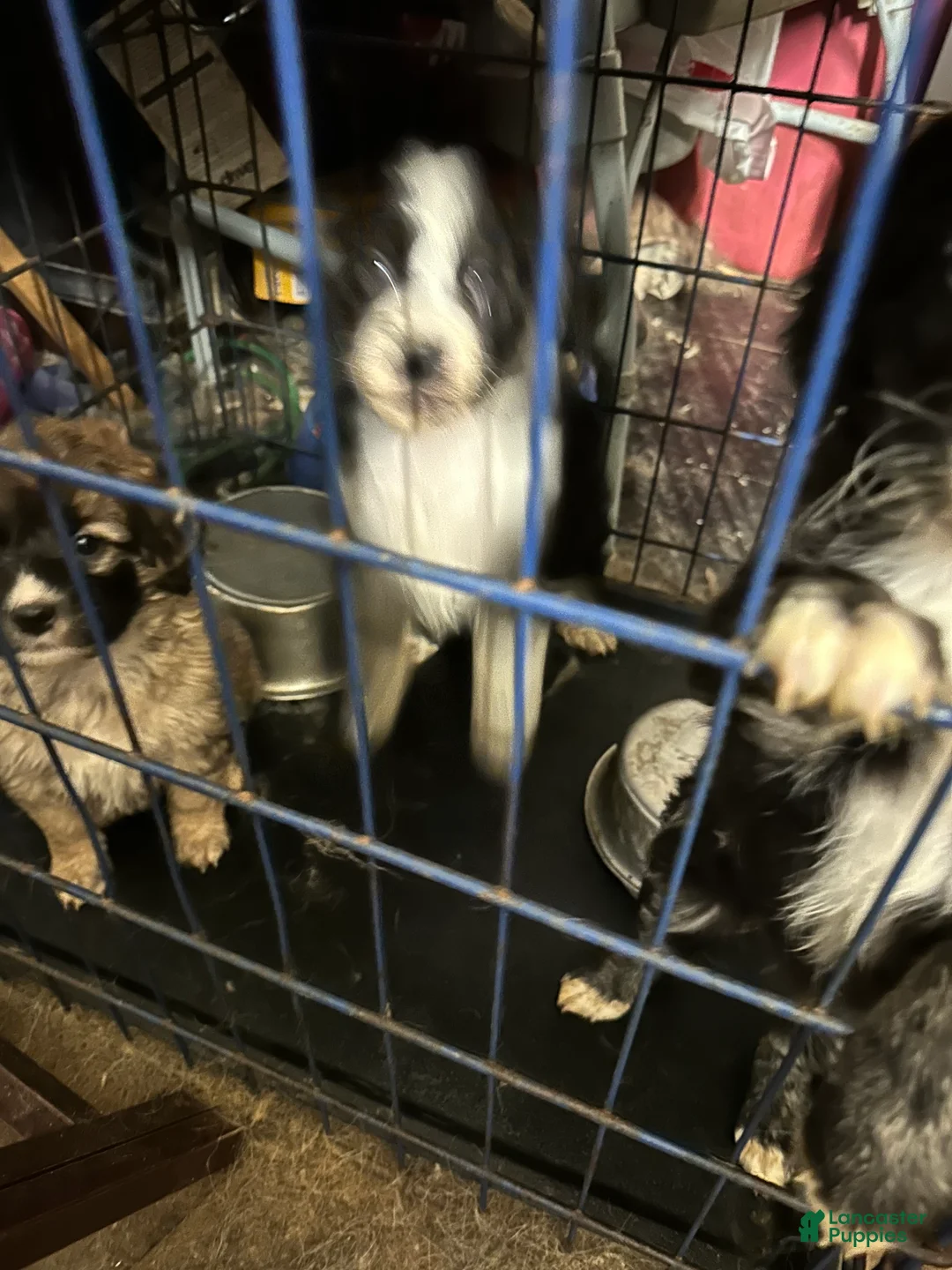 Aussiedoodle dogs for sale: Aussiedoodle Puppy 2 - Ad 1