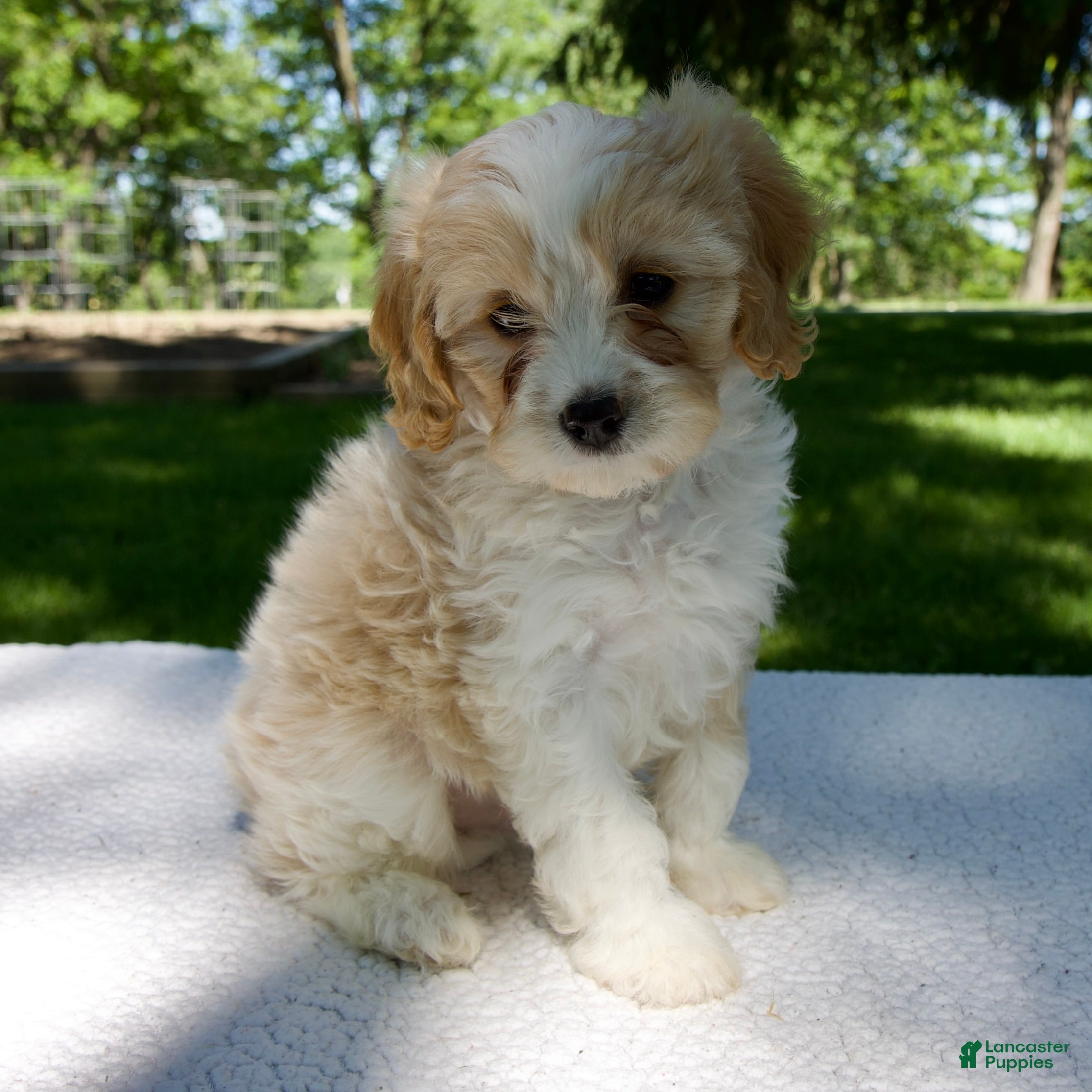 Cavapoo dogs for sale: Eliot - Ad 4