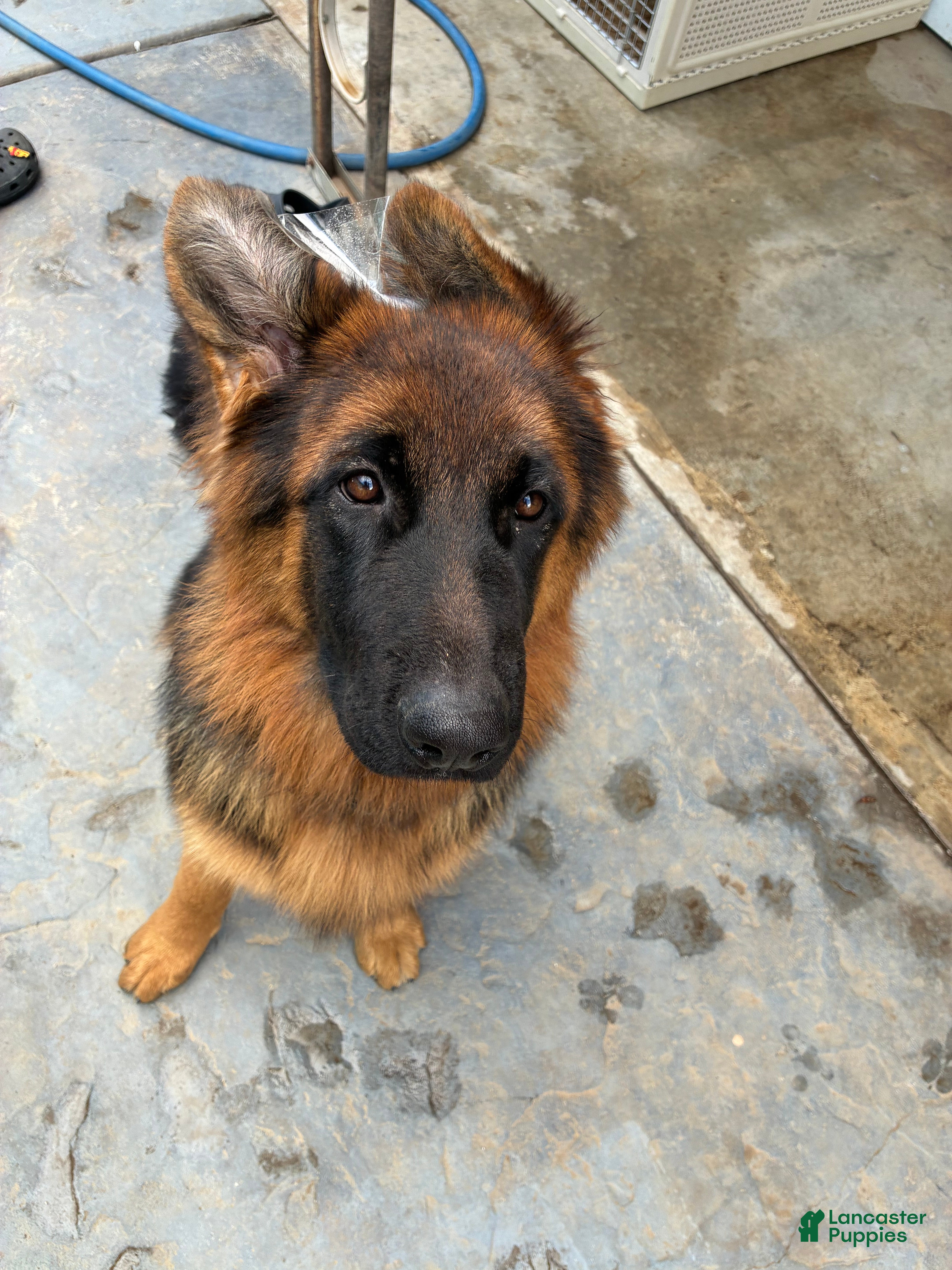 German Shepherd dogs for sale: German Shepherd 1 - Ad 27