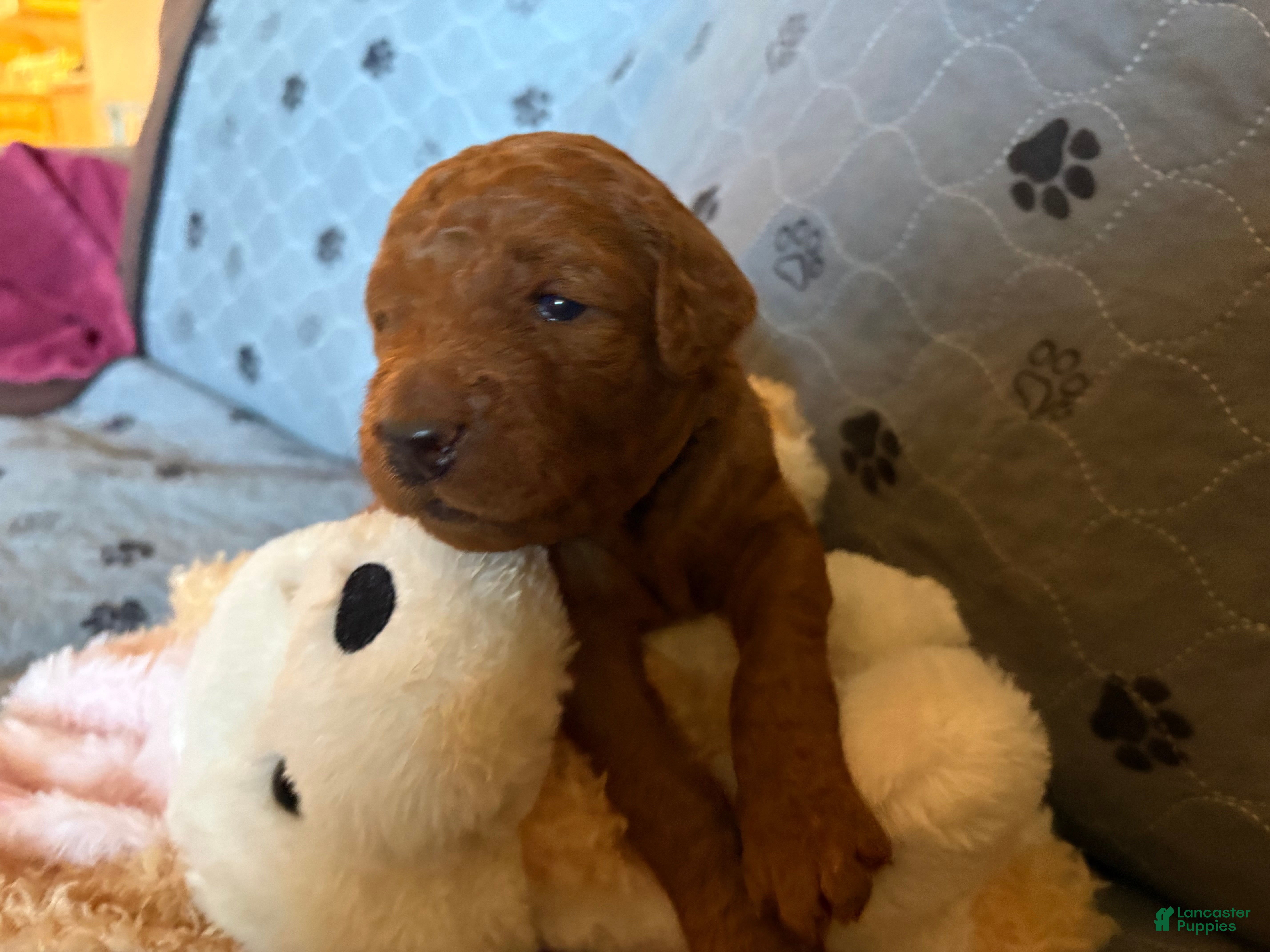 Goldendoodle dogs Simba - Ad 1