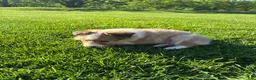 Shetland Sheepdog dogs for sale: Lilly - Ad 4
