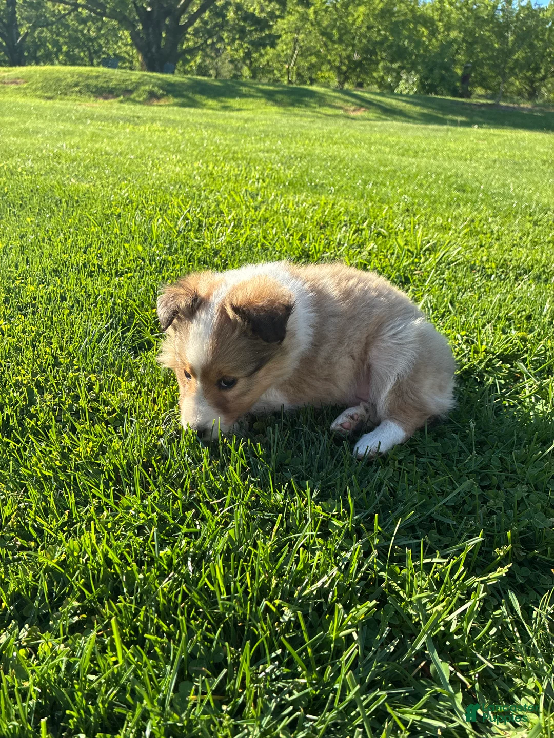 Shetland Sheepdog dogs for sale: Lilly - Ad 4