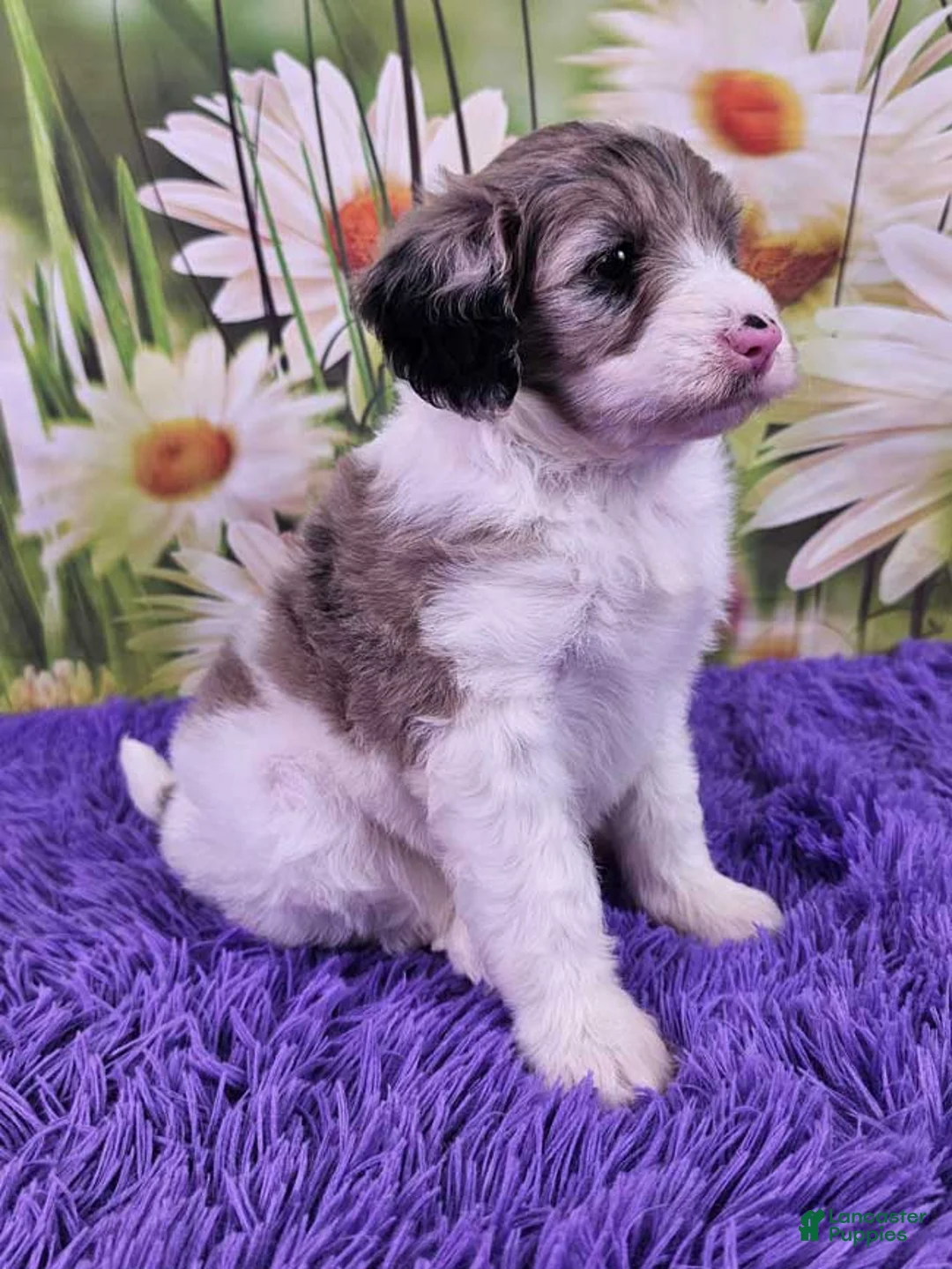 Mini Sheepadoodle dogs for sale: Caramella - Ad 2