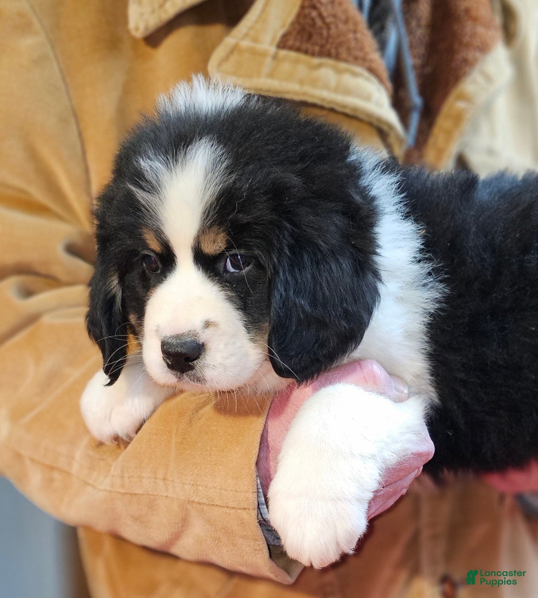 Mixed Breed dogs for sale: Mixed Breed Puppy 1 - Ad 4