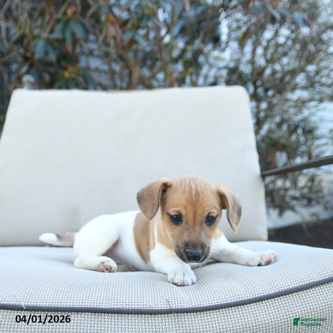 Jack Russell Terrier dogs for sale: Rhonda - Ad 3