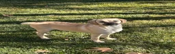 Mixed Breed dogs for sale: Mixed Breed 1 - Ad 1