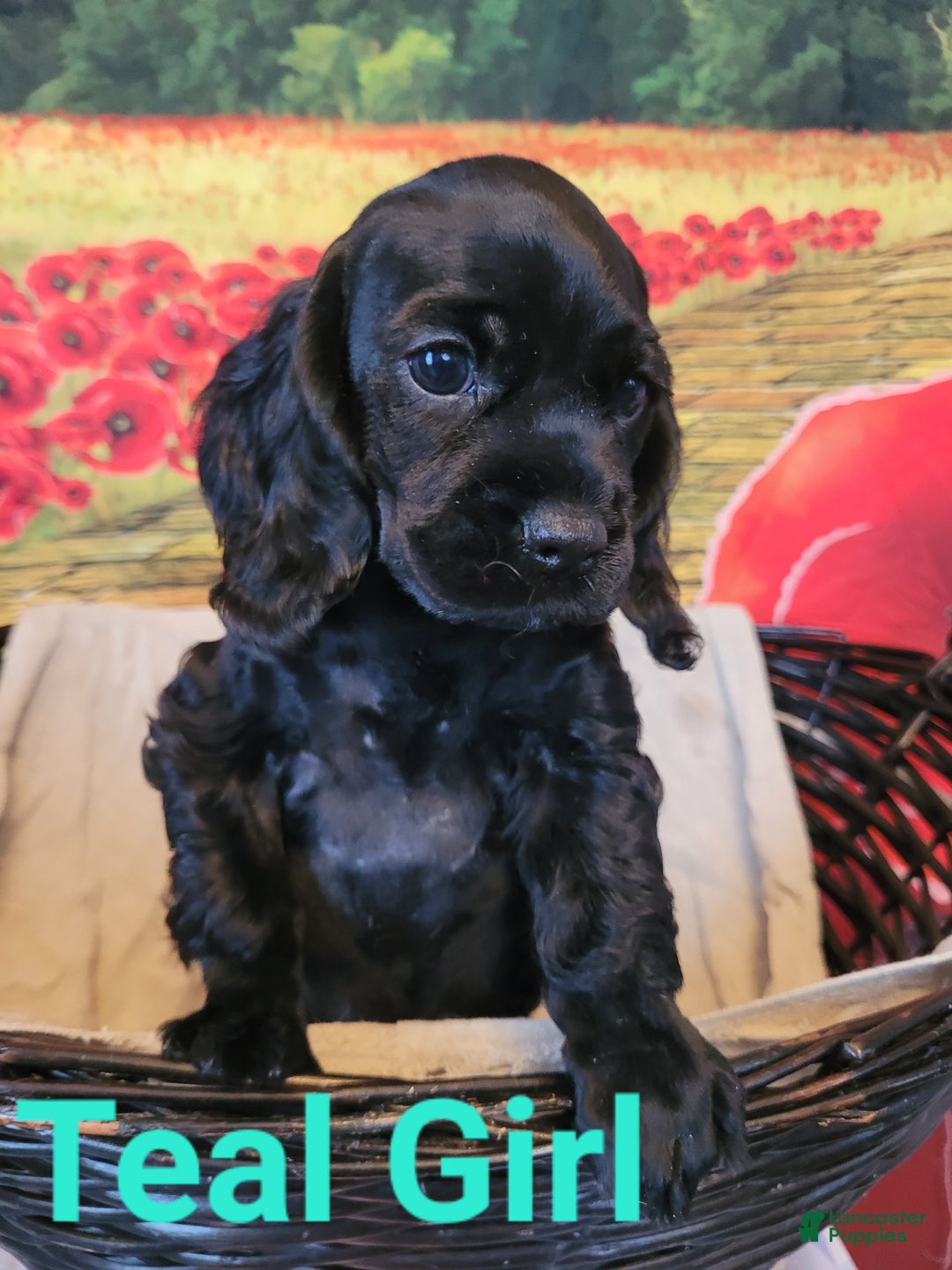Cockapoo dogs for sale: Teal Girl  - Ad 3
