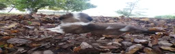 Saint Bernard dogs for sale: Lucy - Ad 3
