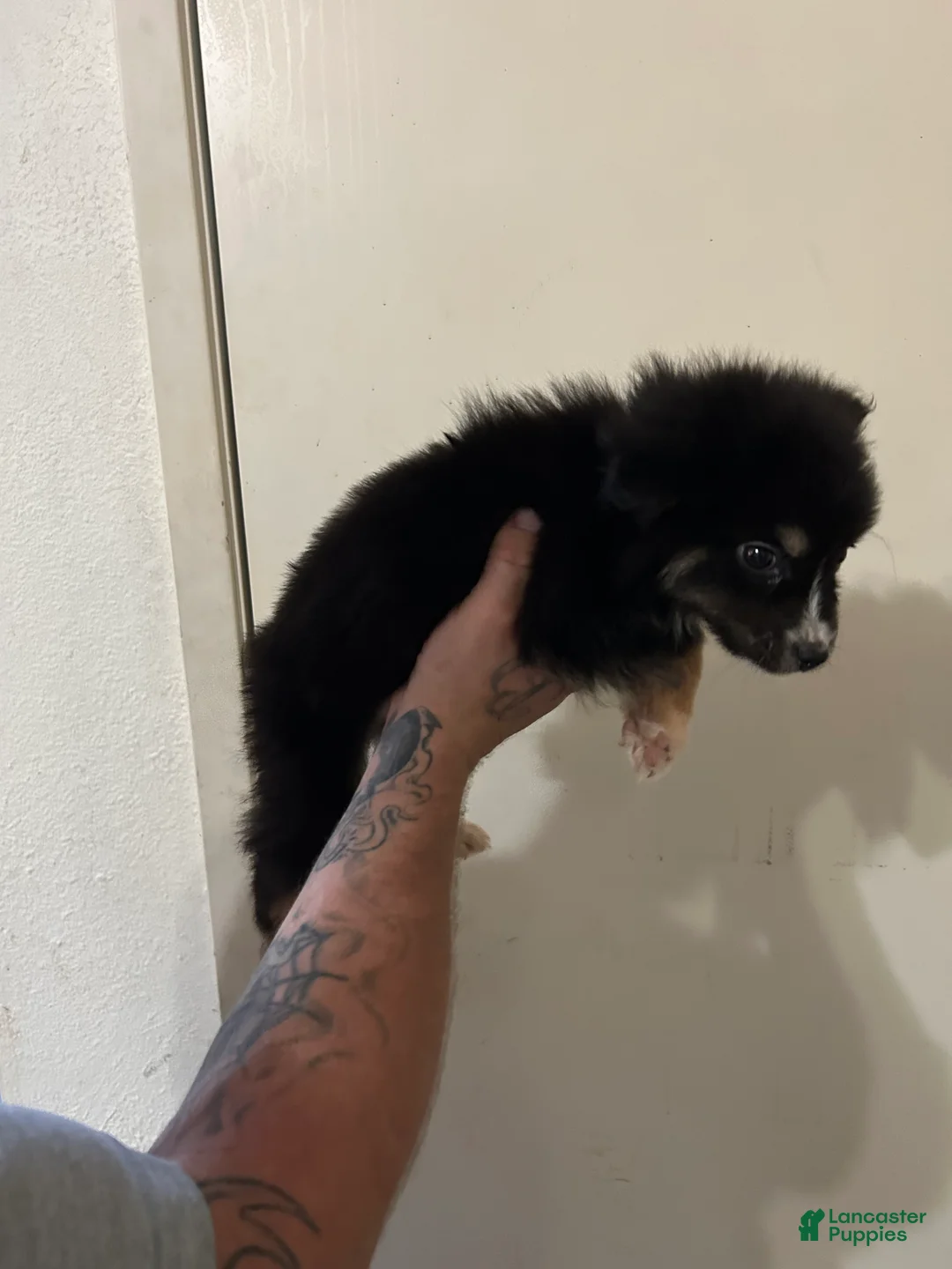 Australian Shepherd dogs for sale: Hershey - Ad 2