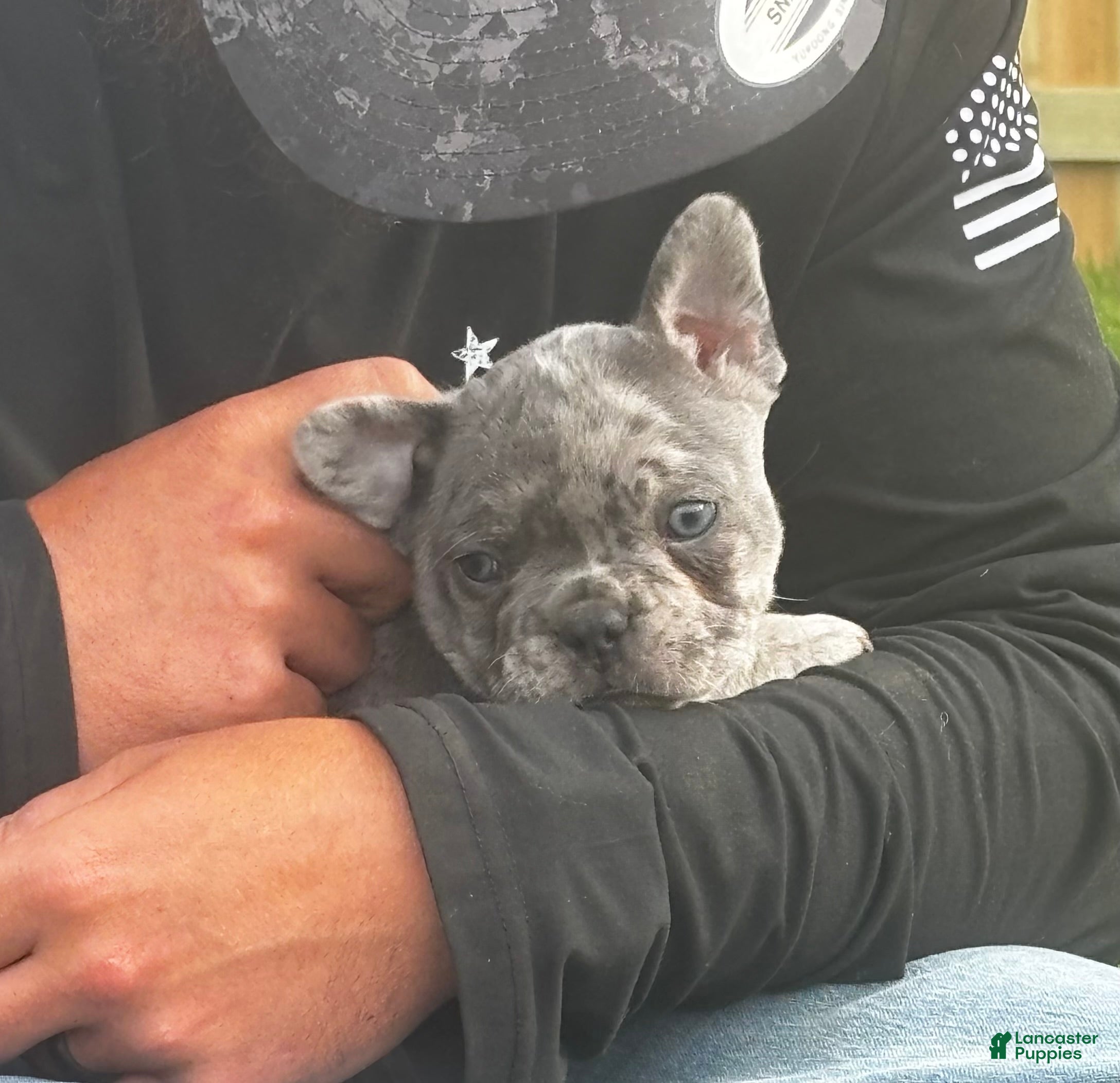 Mixed Breed dogs Ash - Ad 36