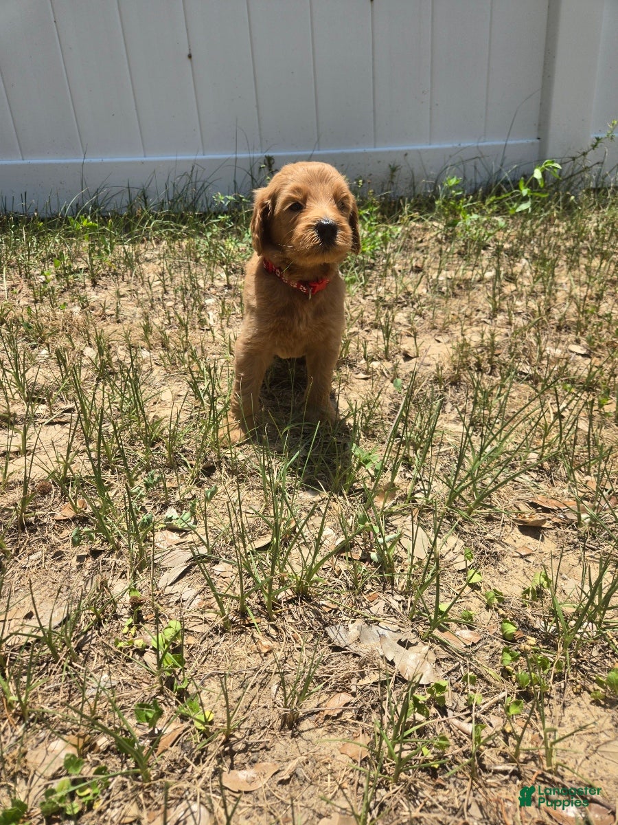 Goldendoodle dogs Archer - Ad 2