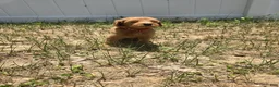 Goldendoodle dogs for sale: Archer - Ad 2