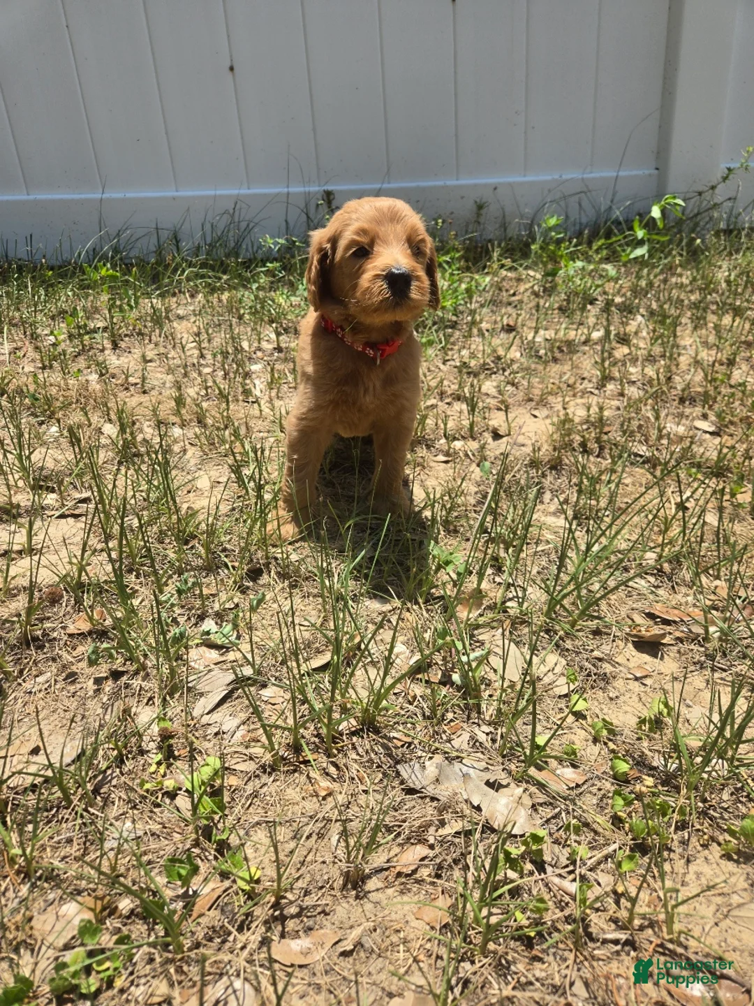 Goldendoodle dogs for sale: Archer - Ad 2