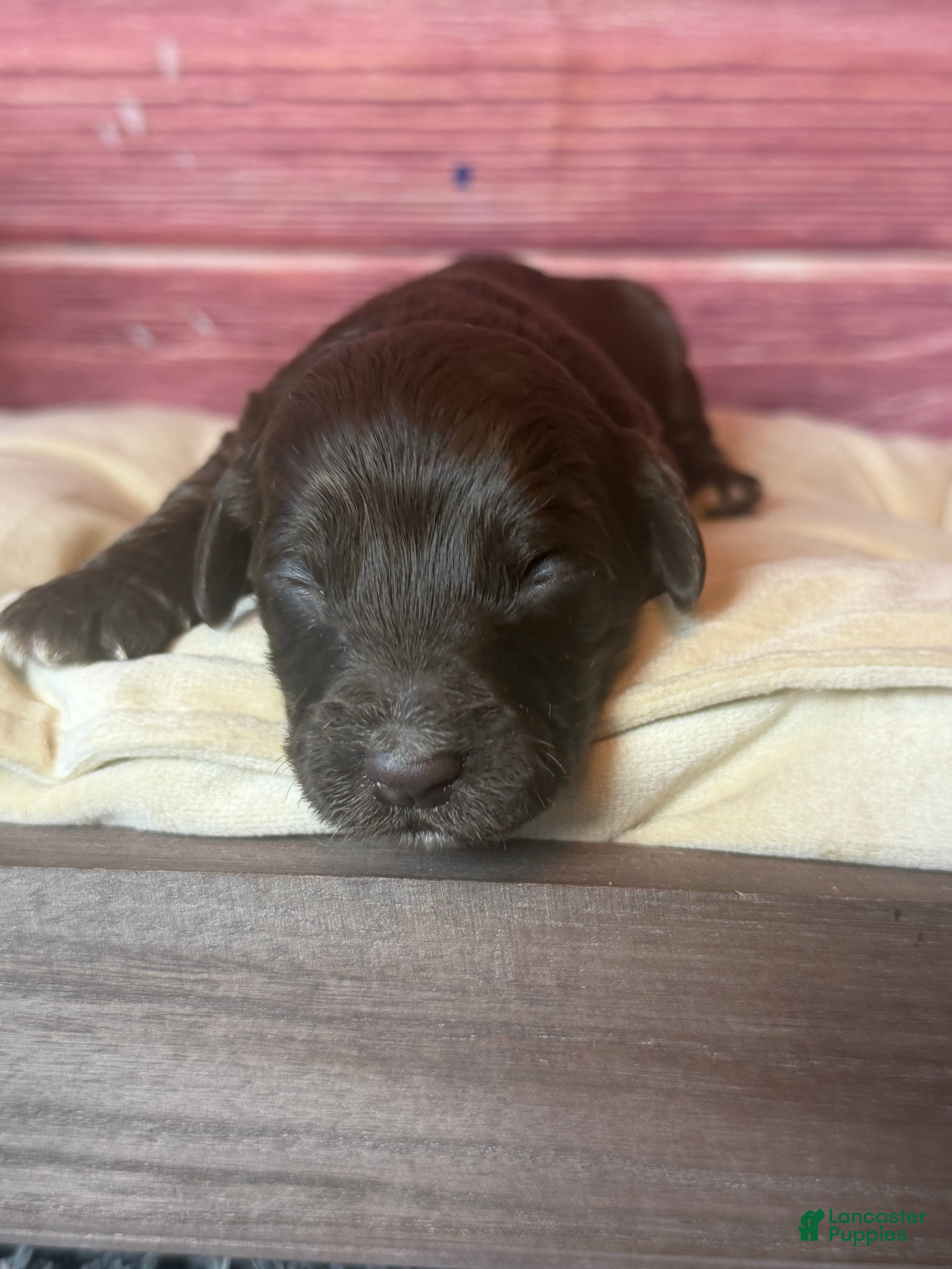 Cockapoo dogs Nixon - Ad 2