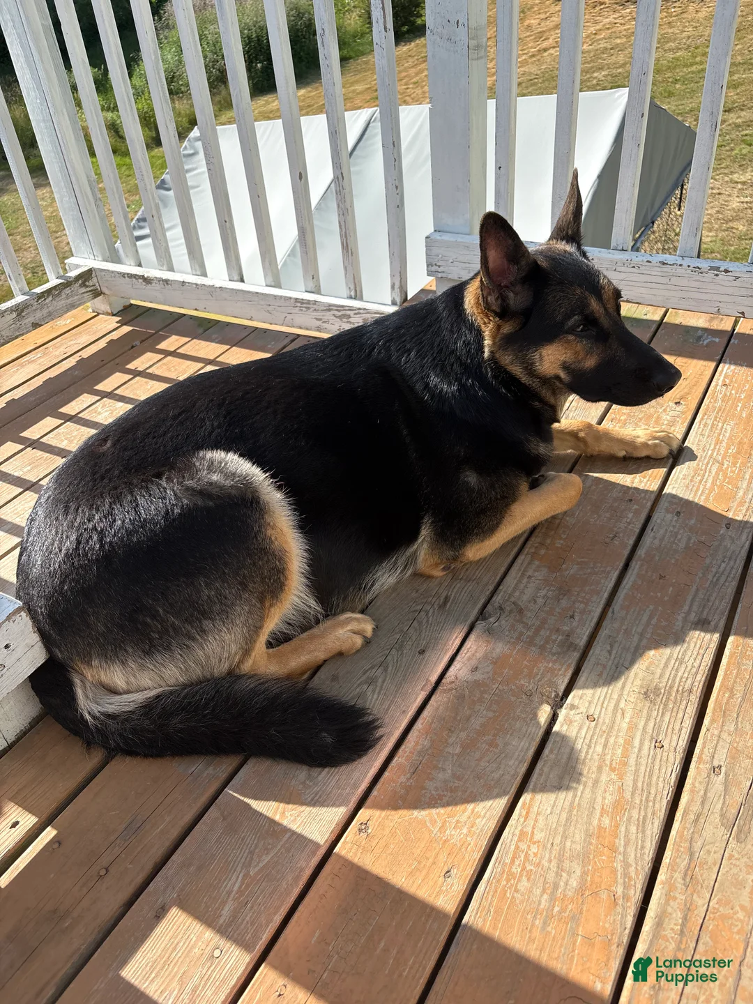 German Shepherd dogs for sale: German Shepherd 2 - Ad 2