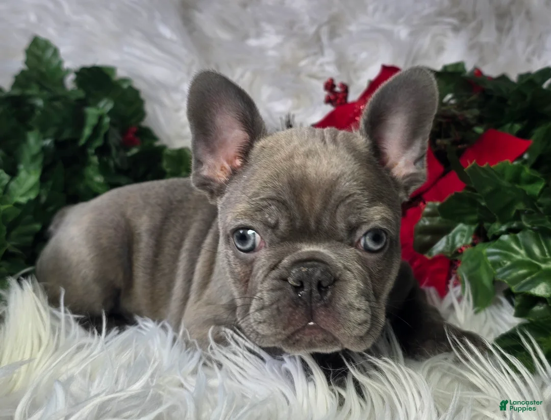 French Bulldog dogs for sale: Heather - Ad 8