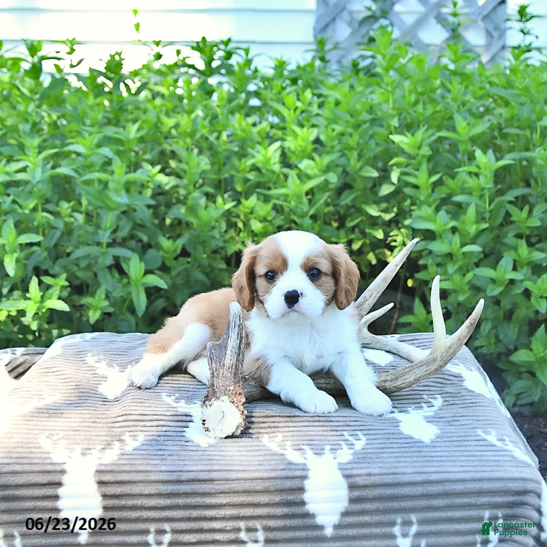Cavalier King Charles Spaniel dogs for sale: Jace - Ad 1