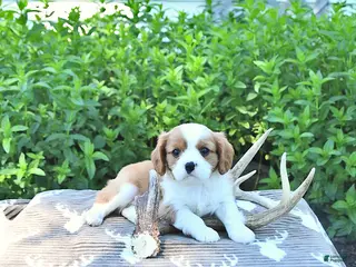 Cavalier King Charles Spaniel dogs for sale: Jace - Ad 4
