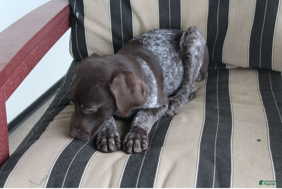German Shorthaired Pointer dogs Rose - Ad 1