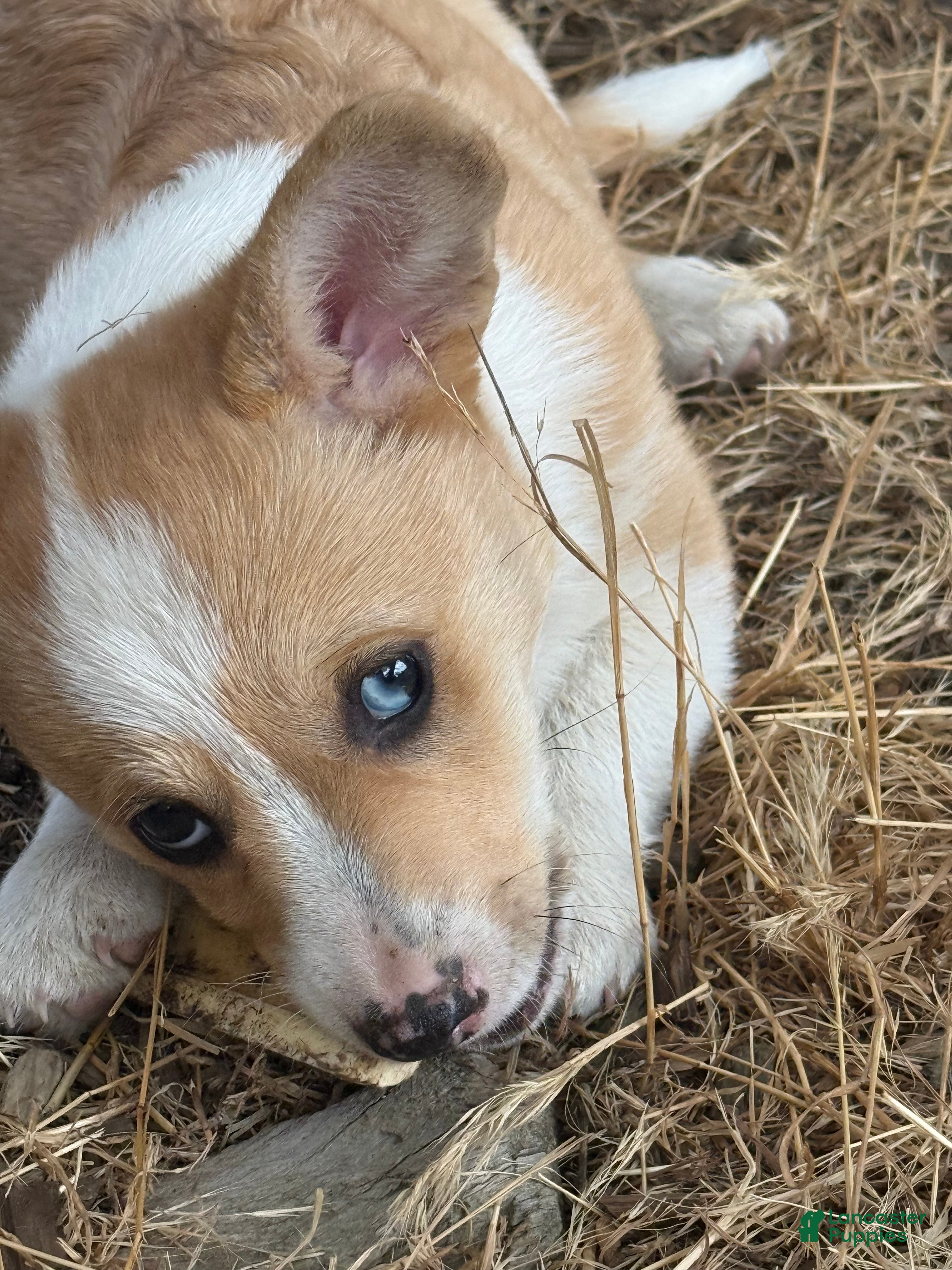 Welsh Corgi Pembroke dogs for sale: Welsh Corgi Pembroke 2 - Ad 2