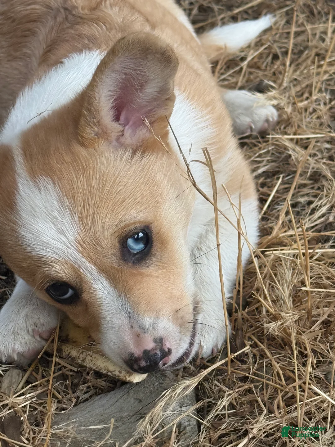 Welsh Corgi Pembroke dogs for sale: Welsh Corgi Pembroke 2 - Ad 1