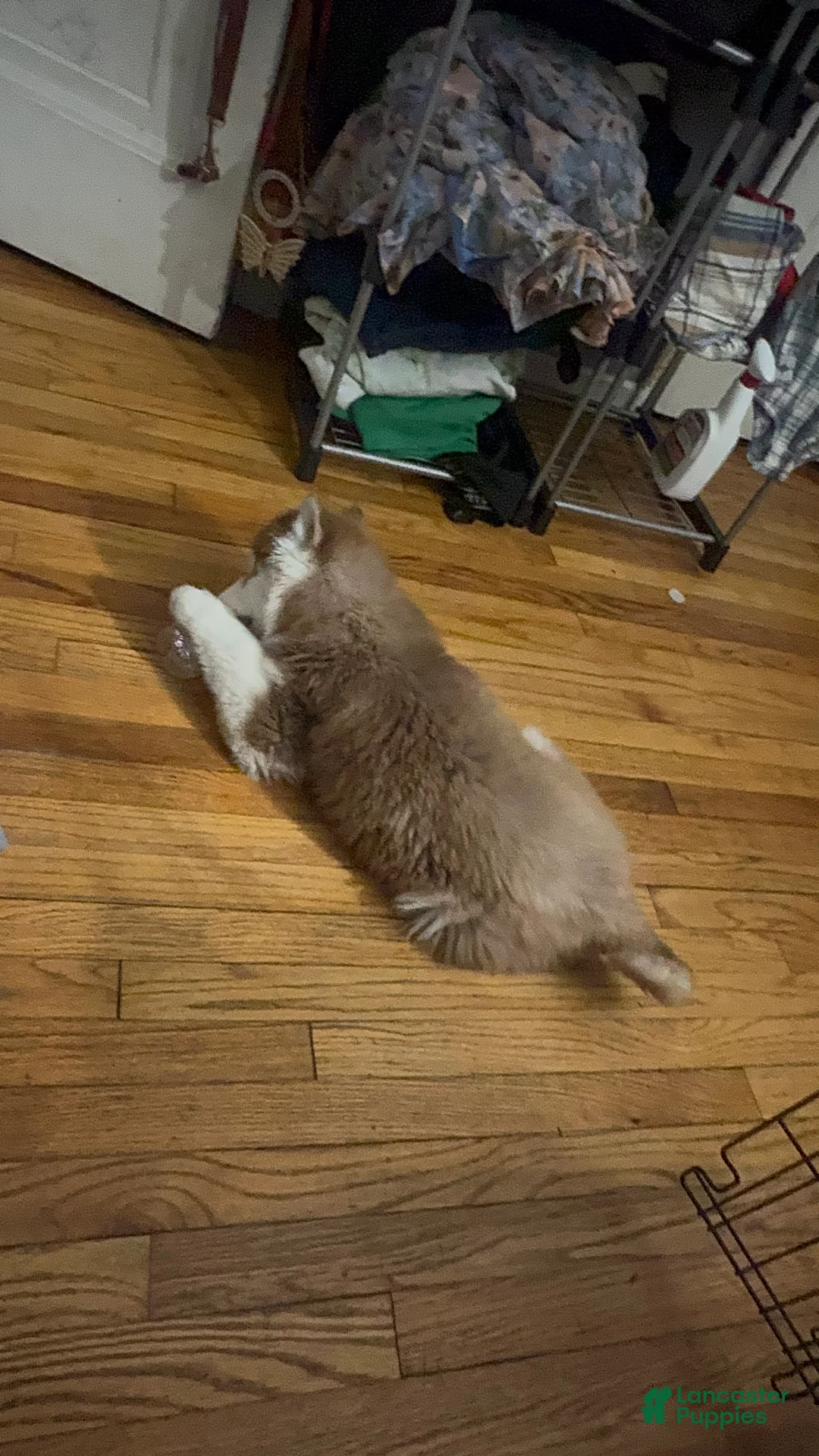 Mixed Breed dogs for sale: Mixed Breed Puppy 2 - Ad 6