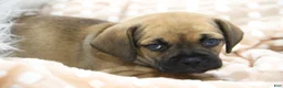 Puggle dogs for sale: Sierra - Ad 4