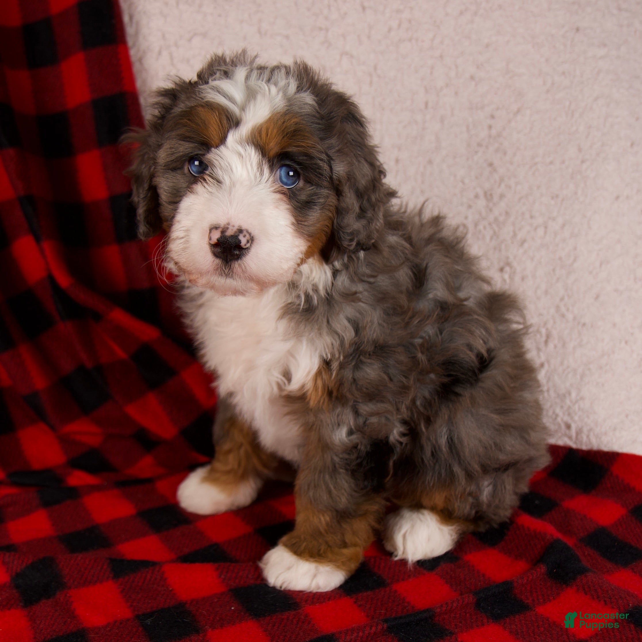 Mini Bernedoodle dogs Glory Girl *Potty Training* - Ad 5